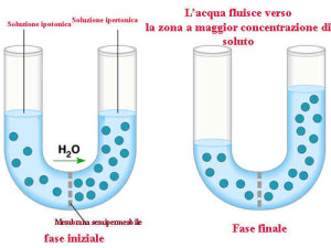 osmosi1